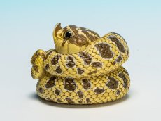 画像7: セイブシシバナヘビ（オリジナル） (7)