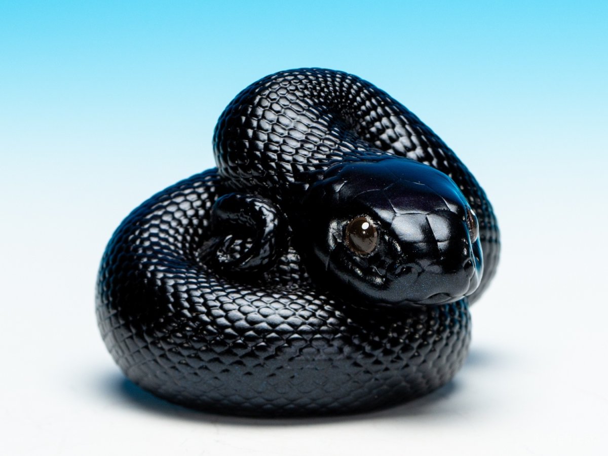 画像7: メキシカンブラックキングスネーク (7)