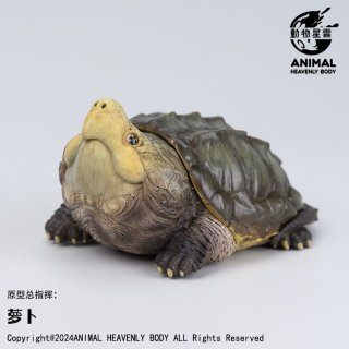 マツカサトカゲ - アジアアロワナ専門店ラフレシア