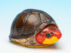 画像1: ホオアカドロガメ (1)