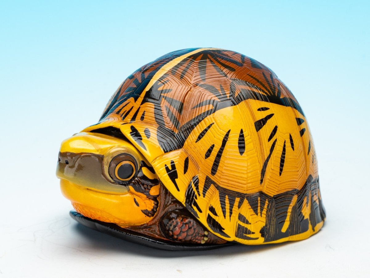 画像3: コガネハコガメ (3)