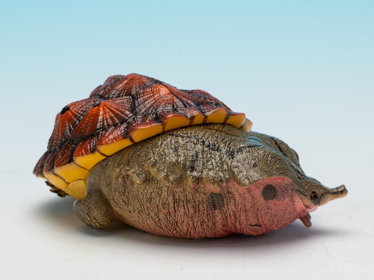 画像7: レッドマタマタ (7)