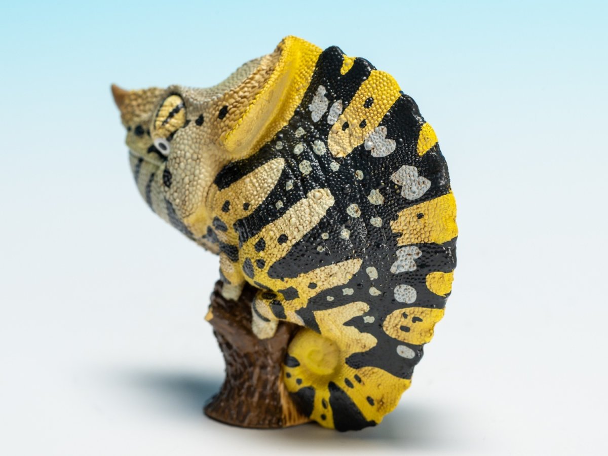 画像5: メラーカメレオン (5)