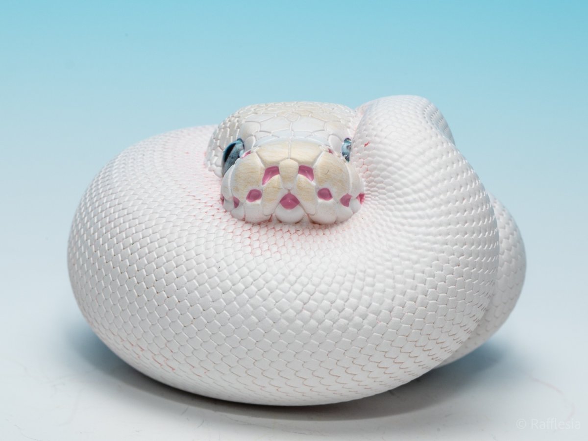 画像8: ボールニシキヘビ（リューシ）【動画あり】 (8)