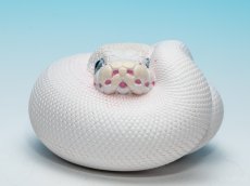 画像8: ボールニシキヘビ（リューシ） (8)
