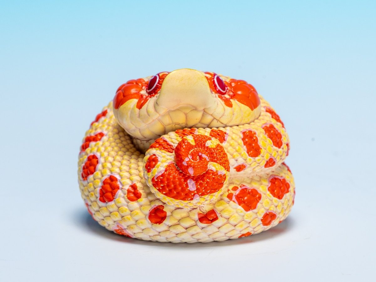 画像8: セイブシシバナヘビ（赤白） (8)