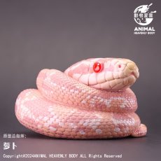 画像1: コーンスネーク（ピンクスノー） (1)