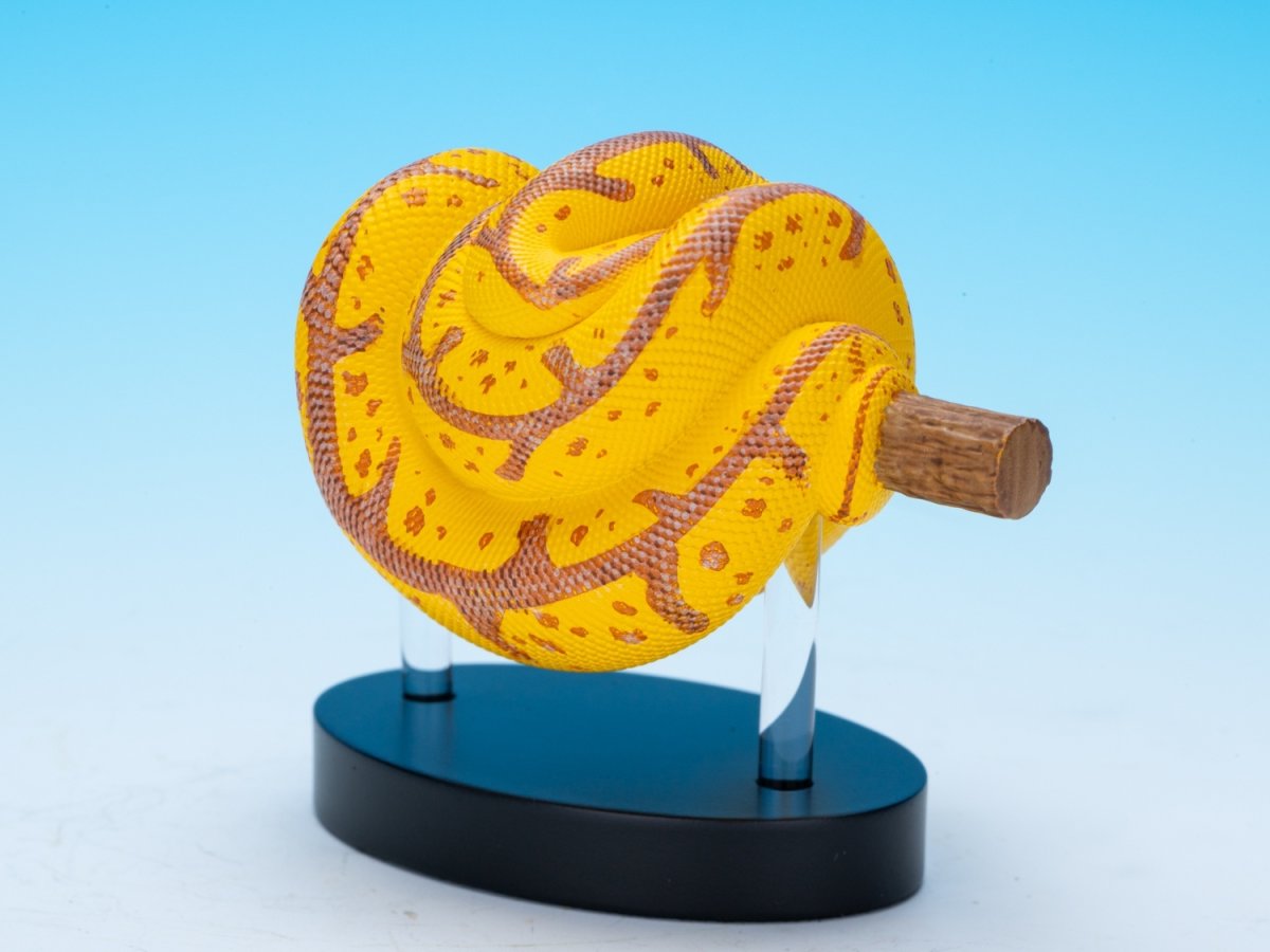 画像4: ミドリニシキヘビ（WF2024限定）【動画あり】 (4)