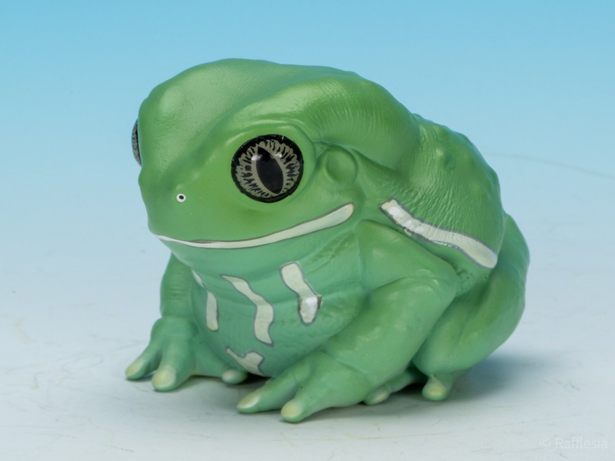 画像7: ソバージュネコメガエル (7)