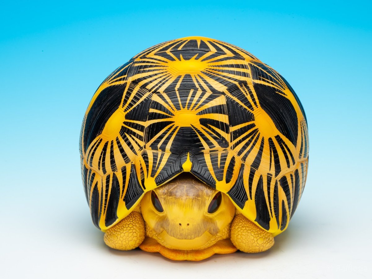 画像2: ホウシャガメ　PLUS (2)