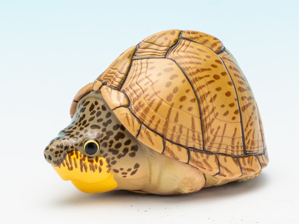 画像4: カブトニオイガメ (4)