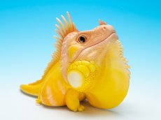 画像1: グリーンイグアナ（WF2024限定）PLUS版 (1)