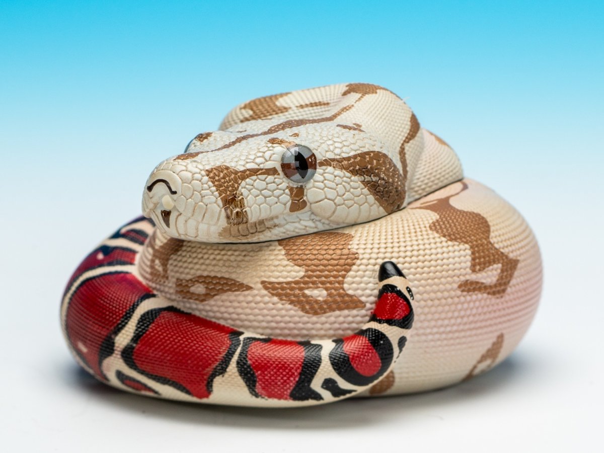 画像3: ガイアナボアコンストリクター (3)