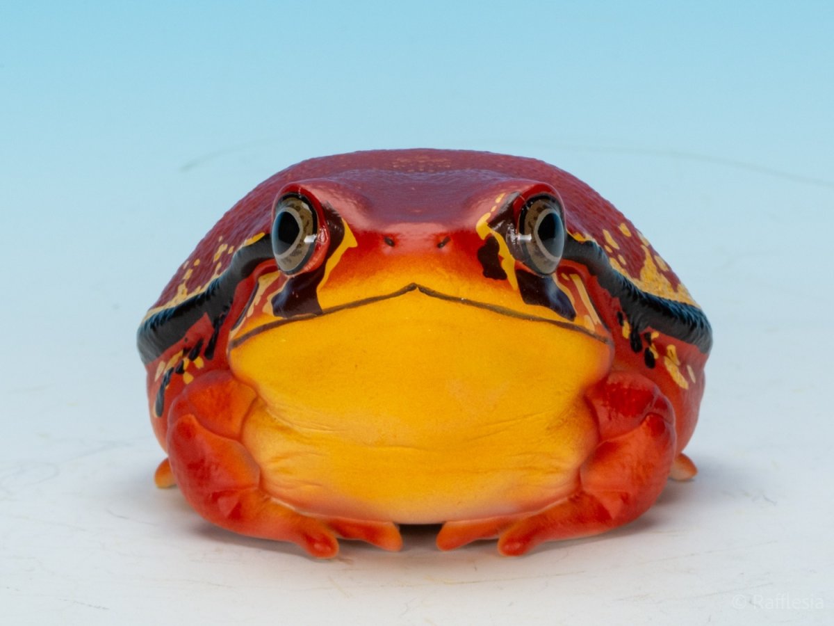 画像8: アカトマトガエル (8)