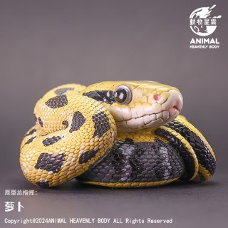 ヘビ - アジアアロワナ専門店ラフレシア