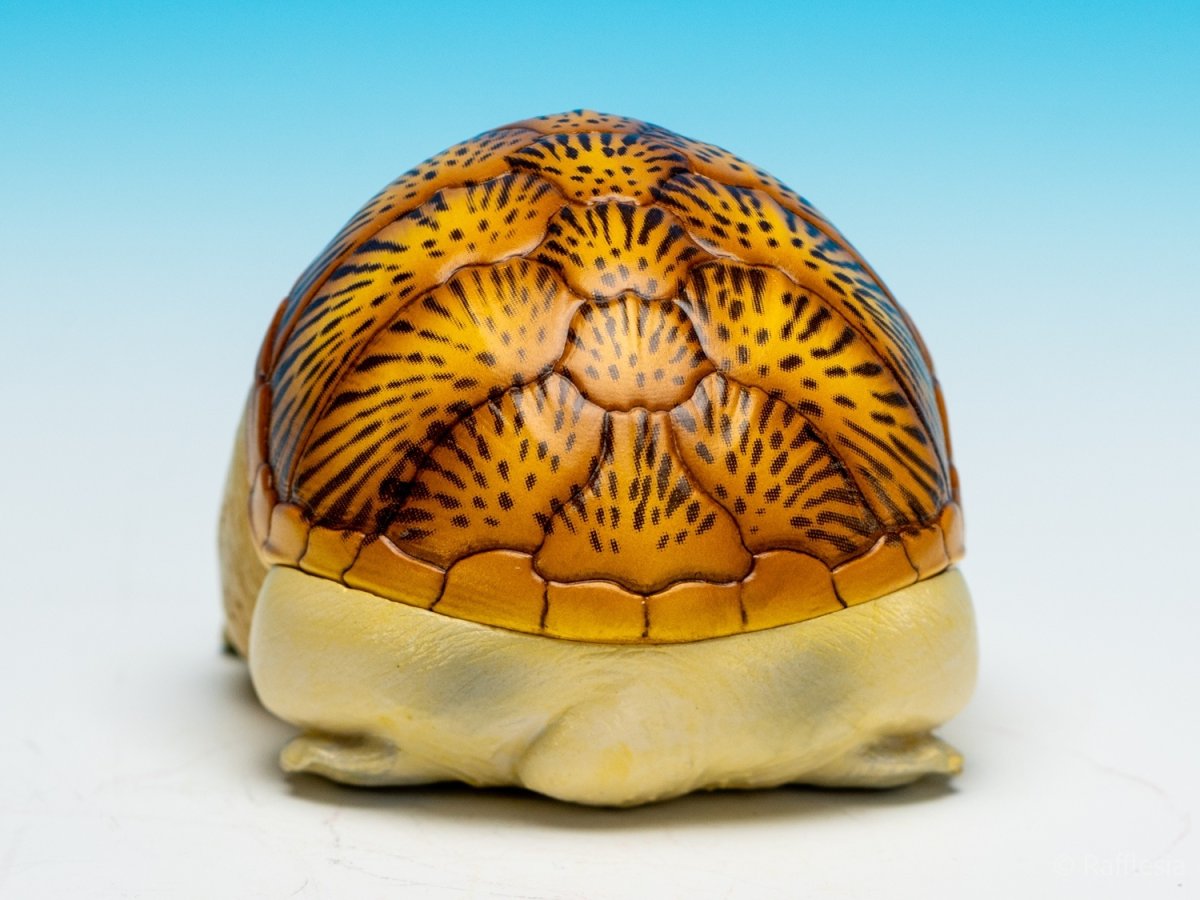 画像7: ハラガケガメ (7)