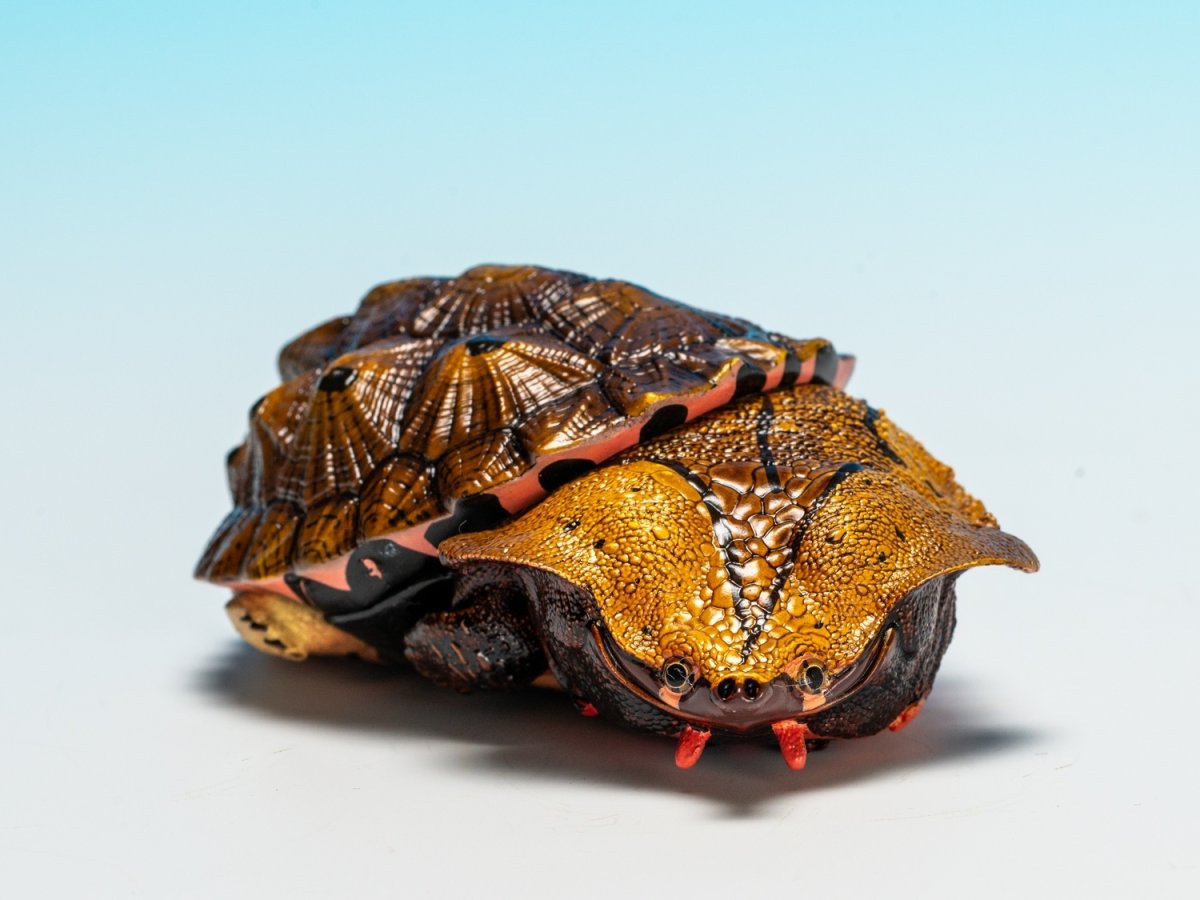 画像8: ブラックマタマタ (8)