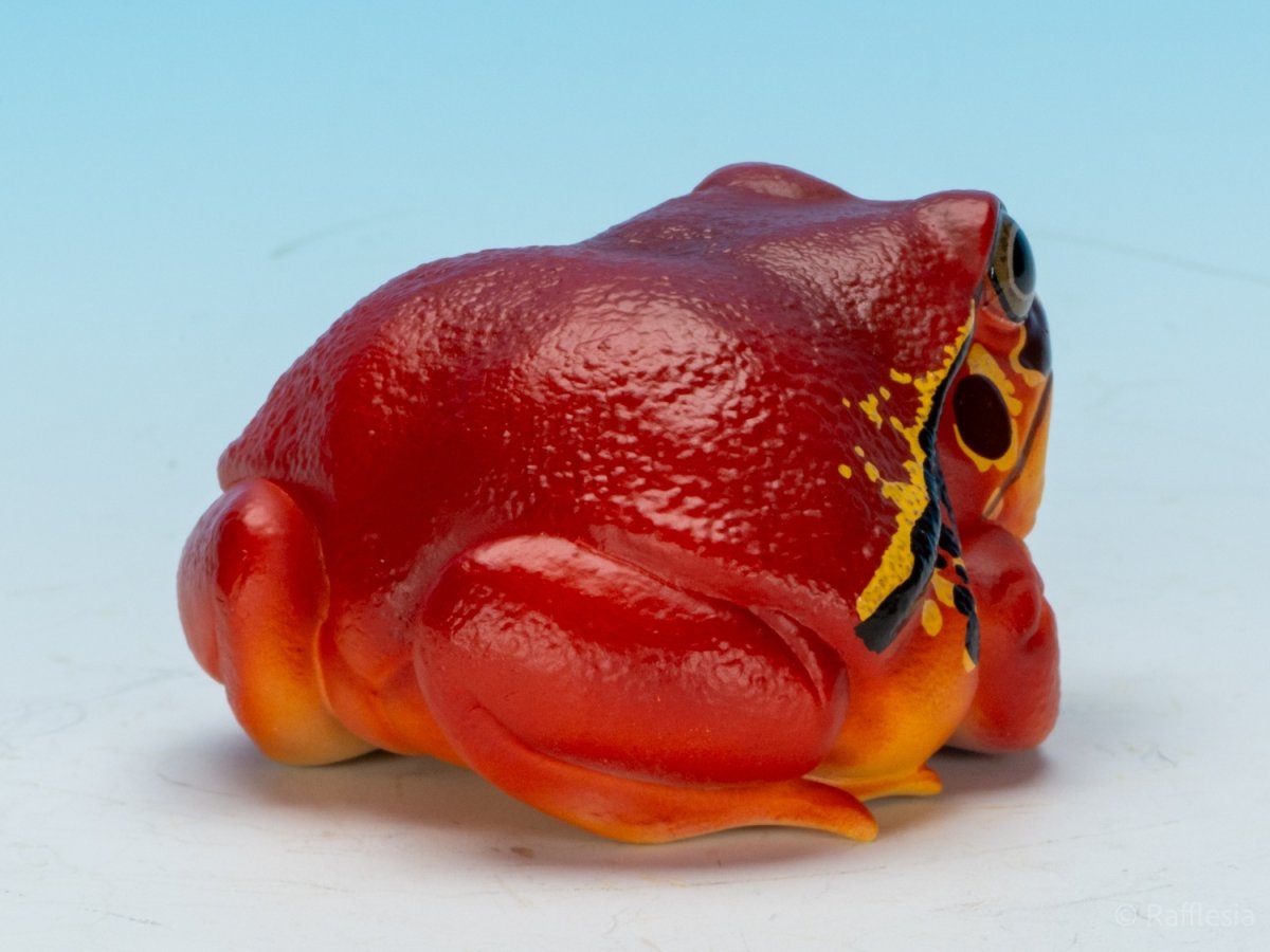 画像3: アカトマトガエル (3)