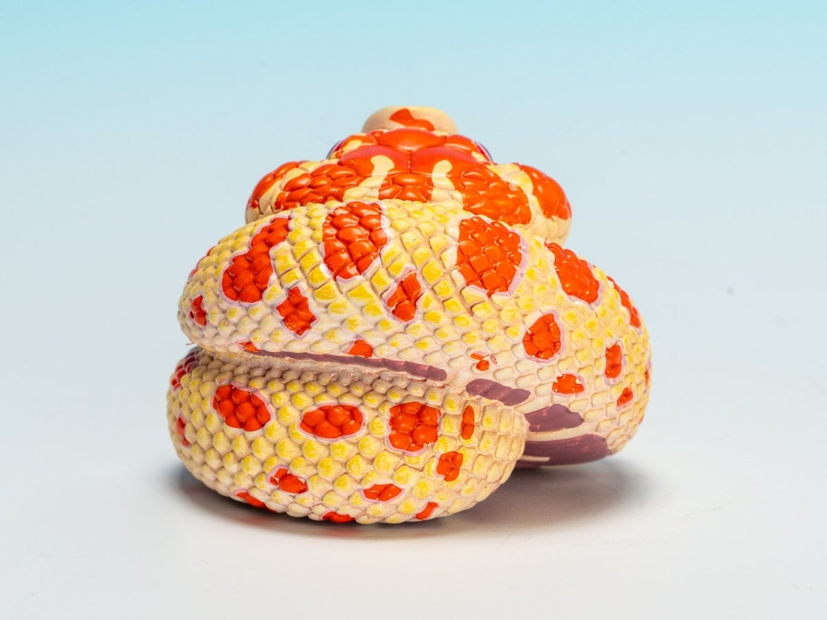 画像3: セイブシシバナヘビ（赤白） (3)