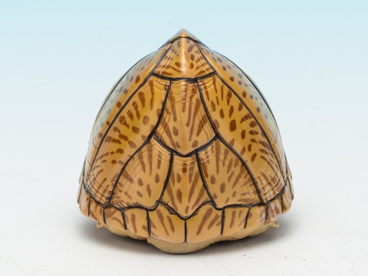 画像7: カブトニオイガメ (7)