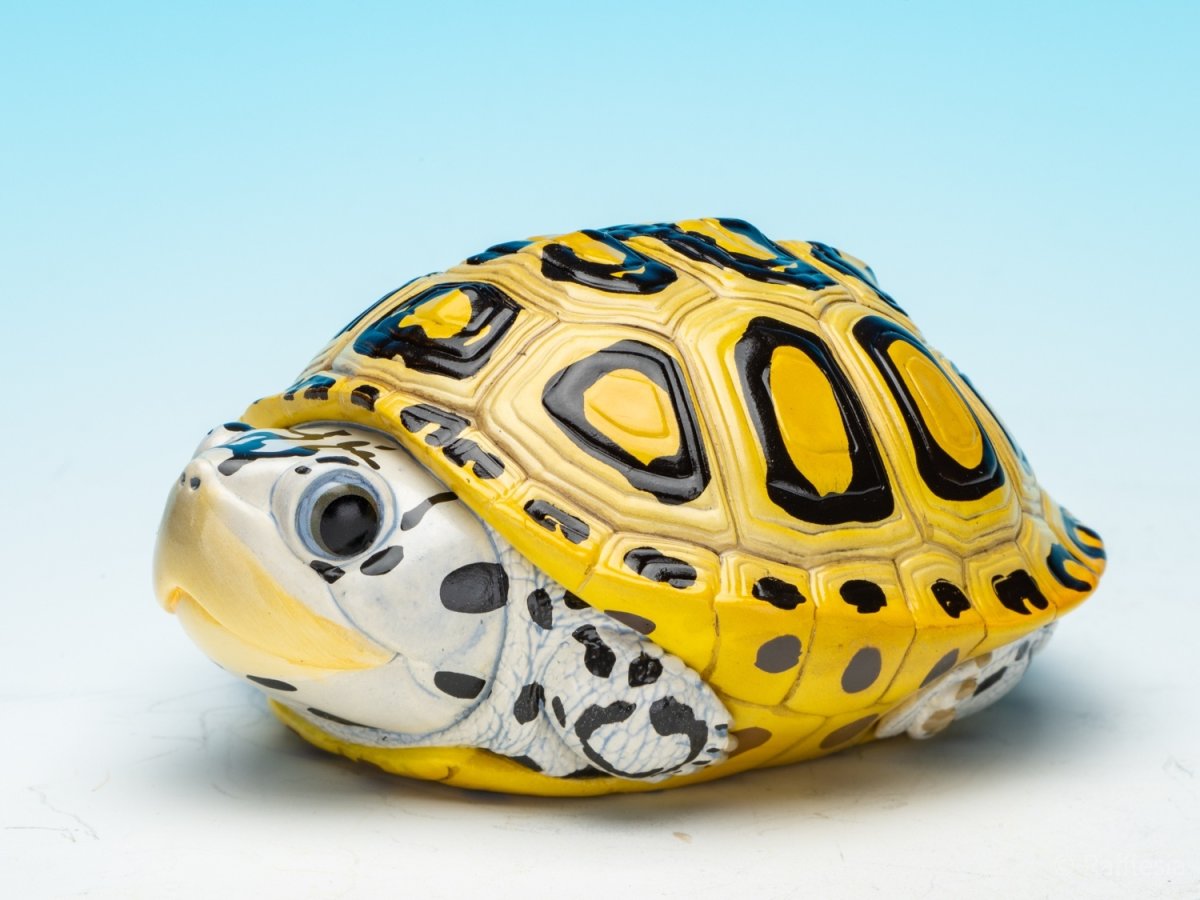 画像3: キスイガメ (3)