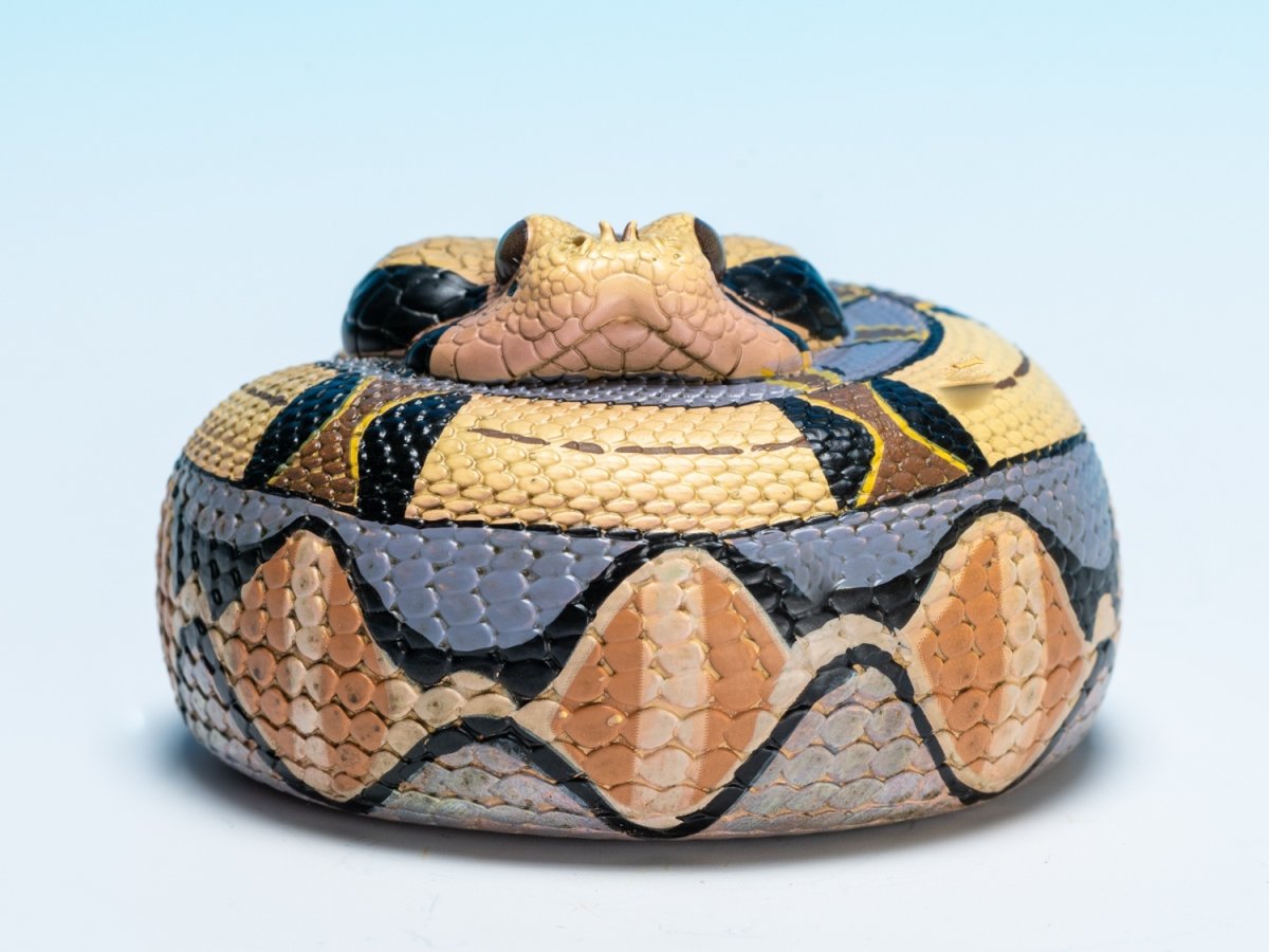 画像9: ガボンアダー (9)