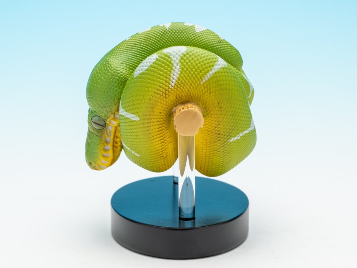 画像4: エメラルドツリーボア (4)