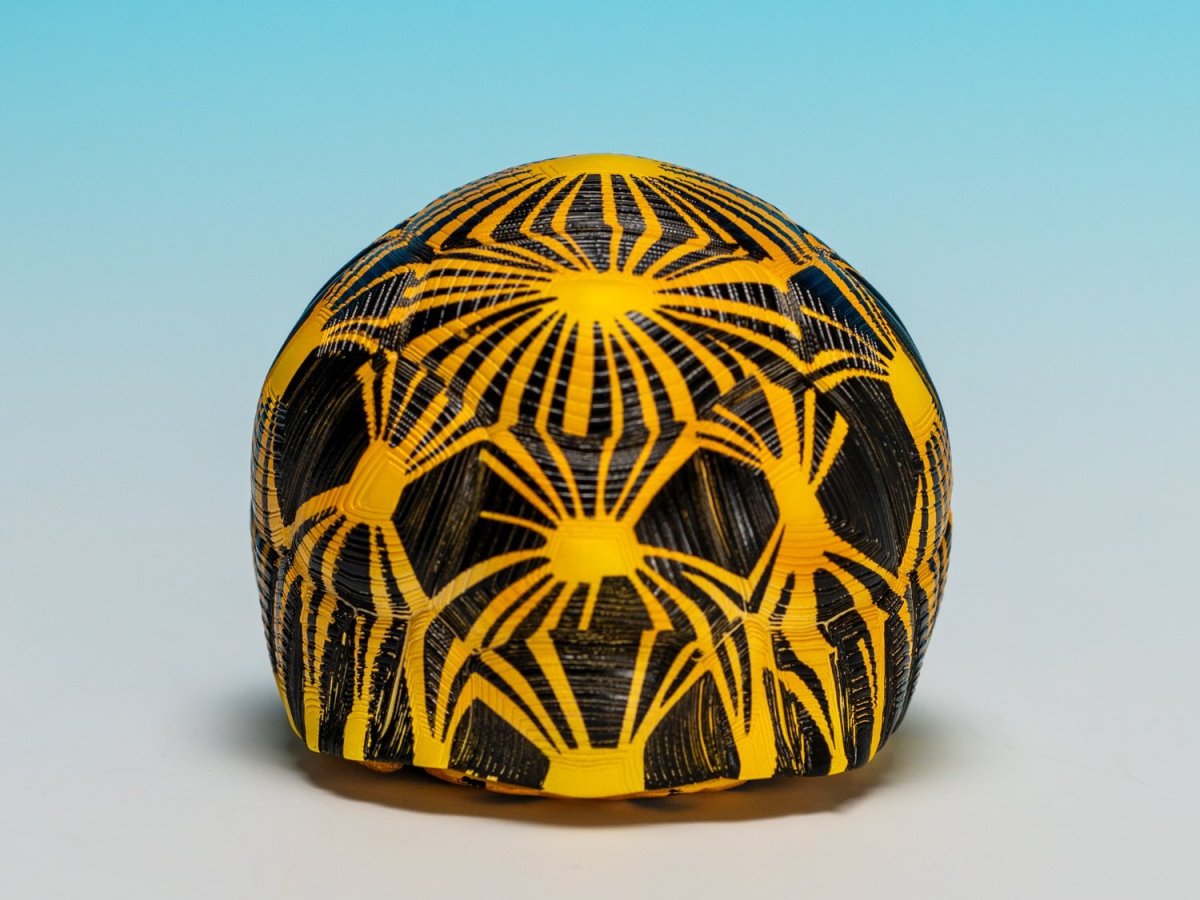 画像4: ホウシャガメ【動画あり】 (4)