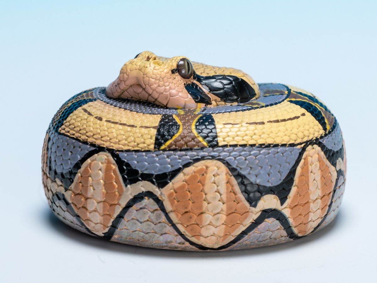 画像8: ガボンアダー (8)