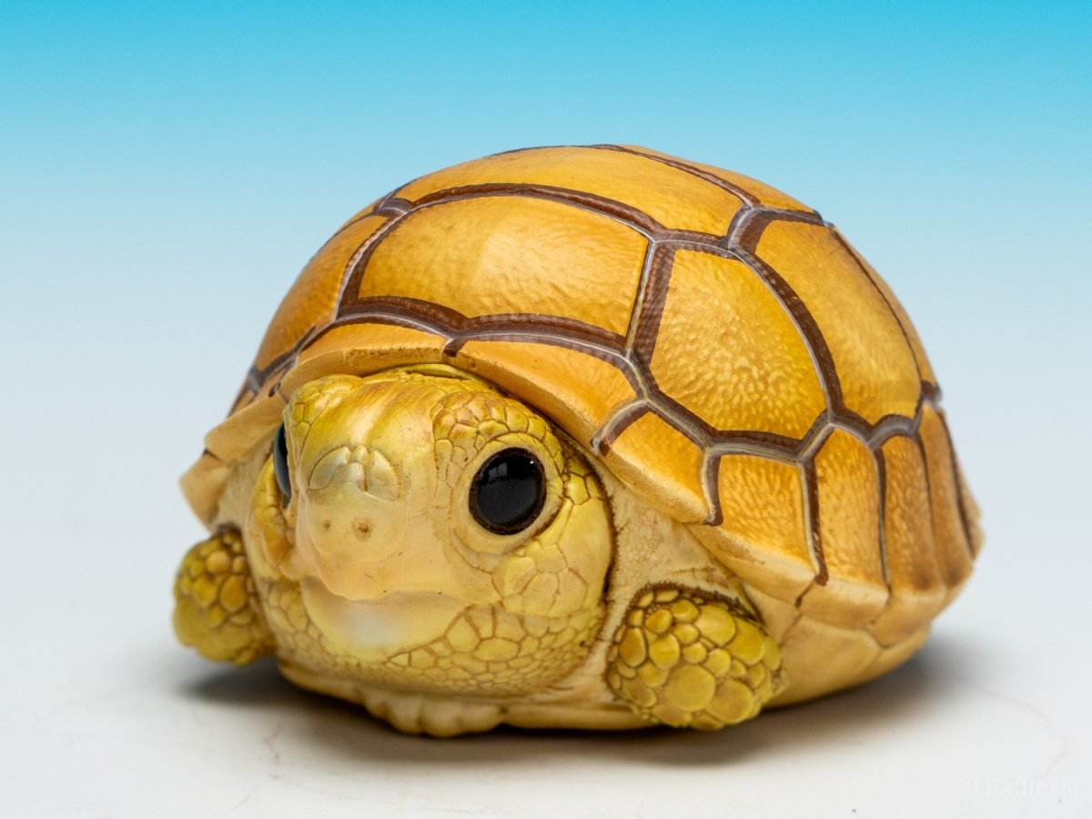 画像4: ケズメリクガメ（五周年記念） (4)