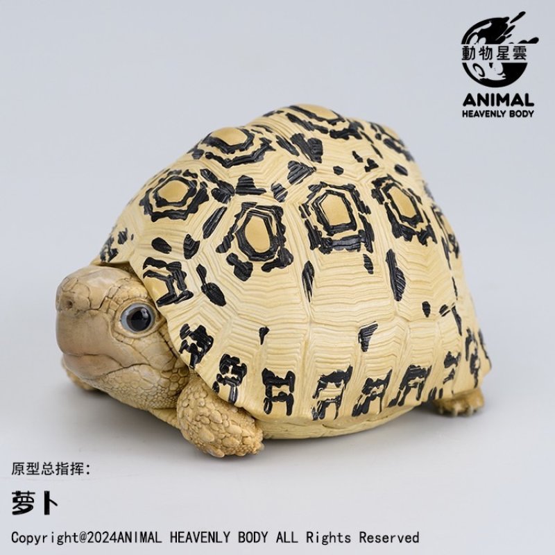 ヒョウモン陸亀 m_mitsuhiko0920 | 4/25(土) 曇のち晴 最高気温23度 オリゾン🐢 甲長