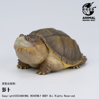 カメ - アジアアロワナ専門店ラフレシア