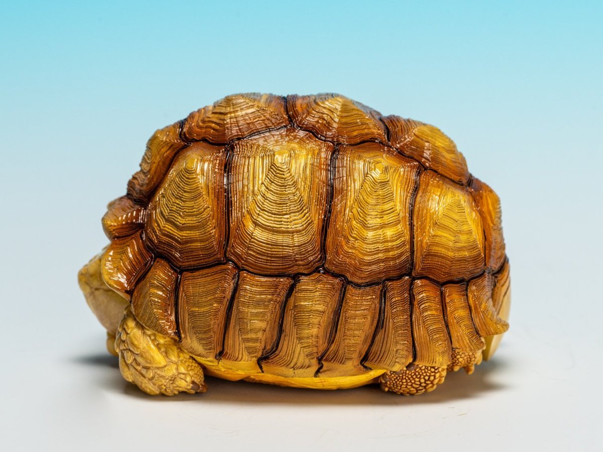 画像5: ケヅメガメ（オス） (5)