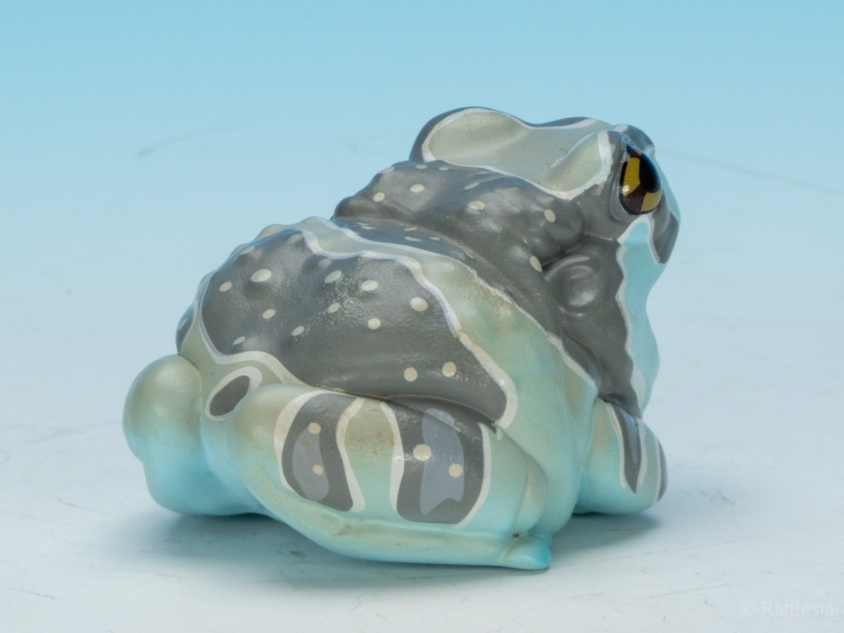 画像4: ジュウジメドクアマガエル (4)