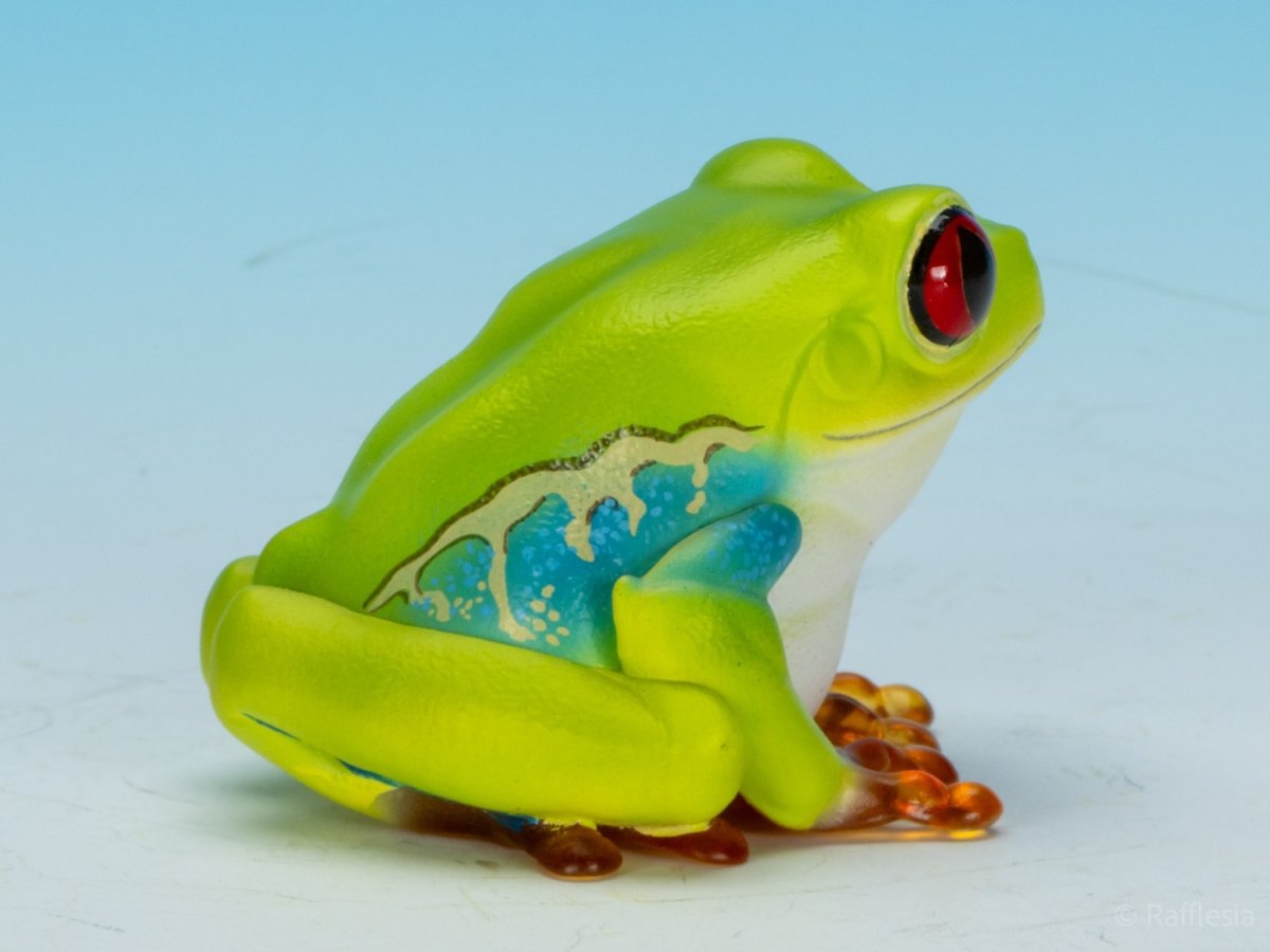 画像3: アカメアマガエル (3)