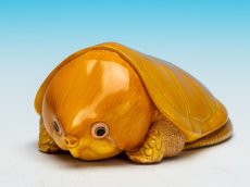 画像4: オオアタマガメ (4)