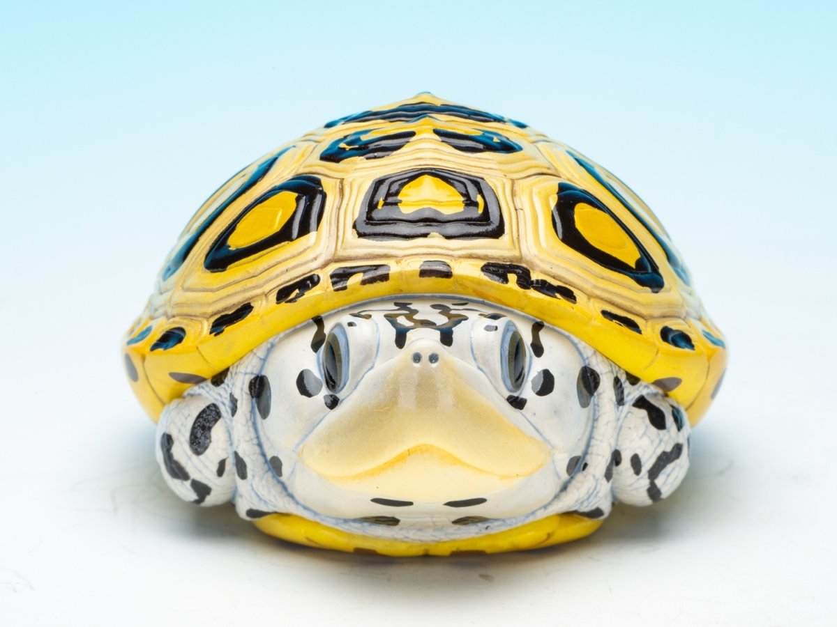 画像2: キスイガメ (2)