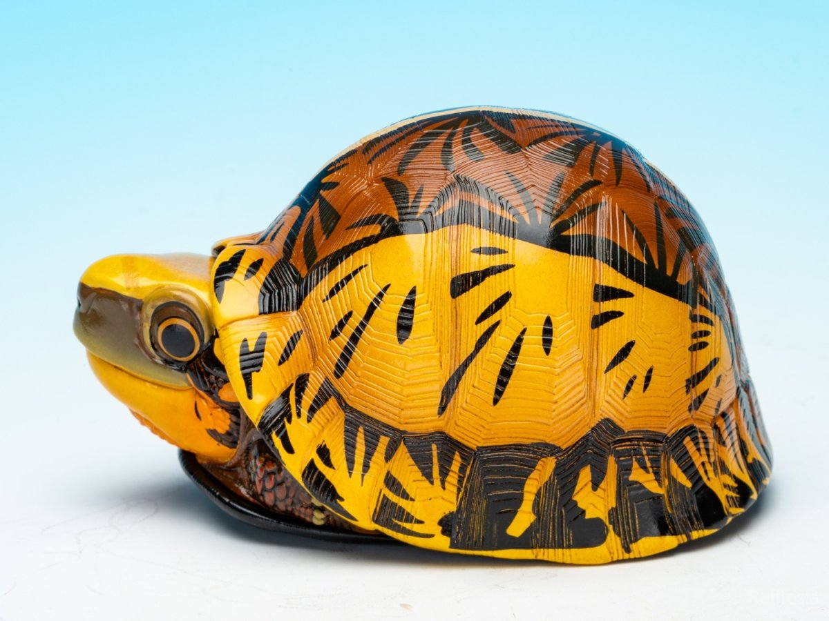 画像5: コガネハコガメ (5)