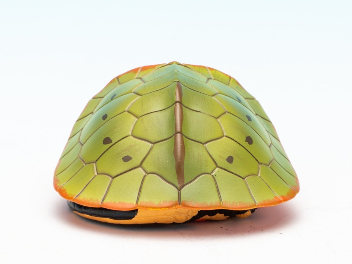 画像8: オオアタマガメ（五周年記念） (8)