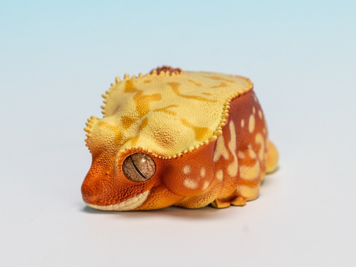 画像5: オウカンミカドヤモリ（赤地クリーム） (5)