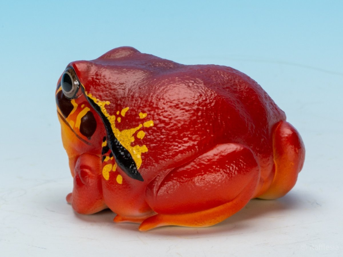 画像5: アカトマトガエル (5)