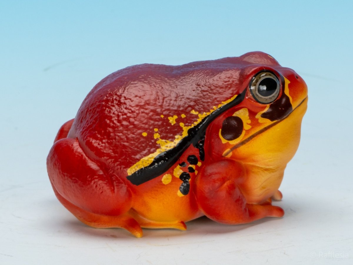 画像2: アカトマトガエル (2)