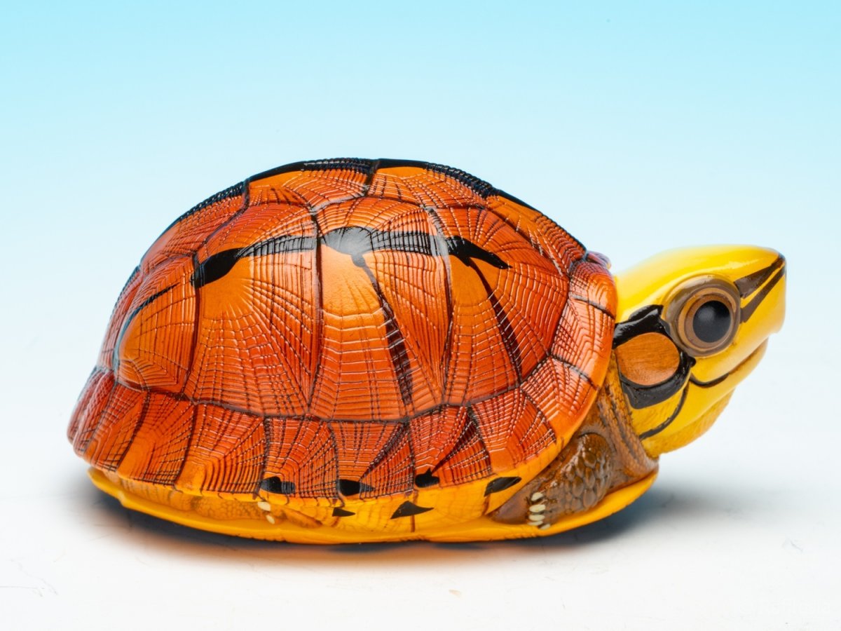 画像8: ミスジハコガメ (8)