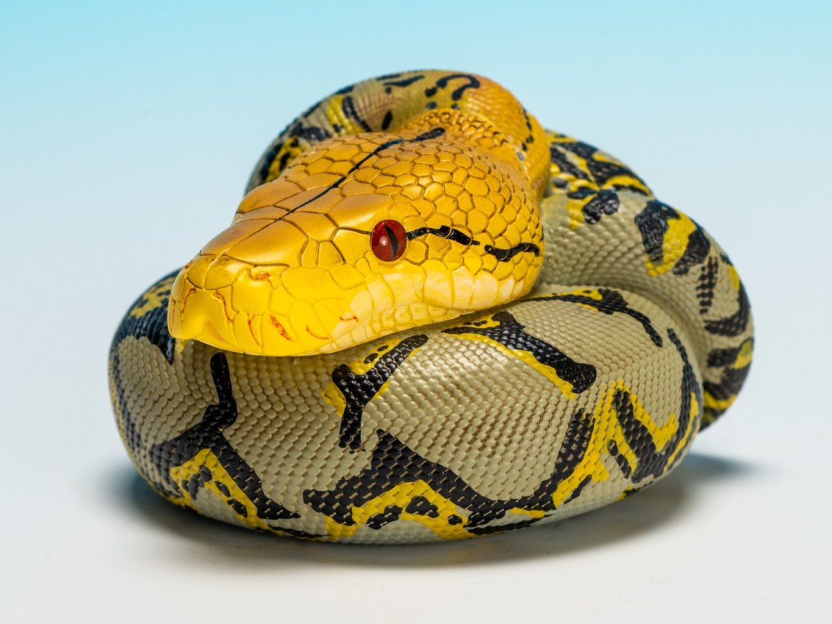 画像8: アミメニシキヘビ (8)