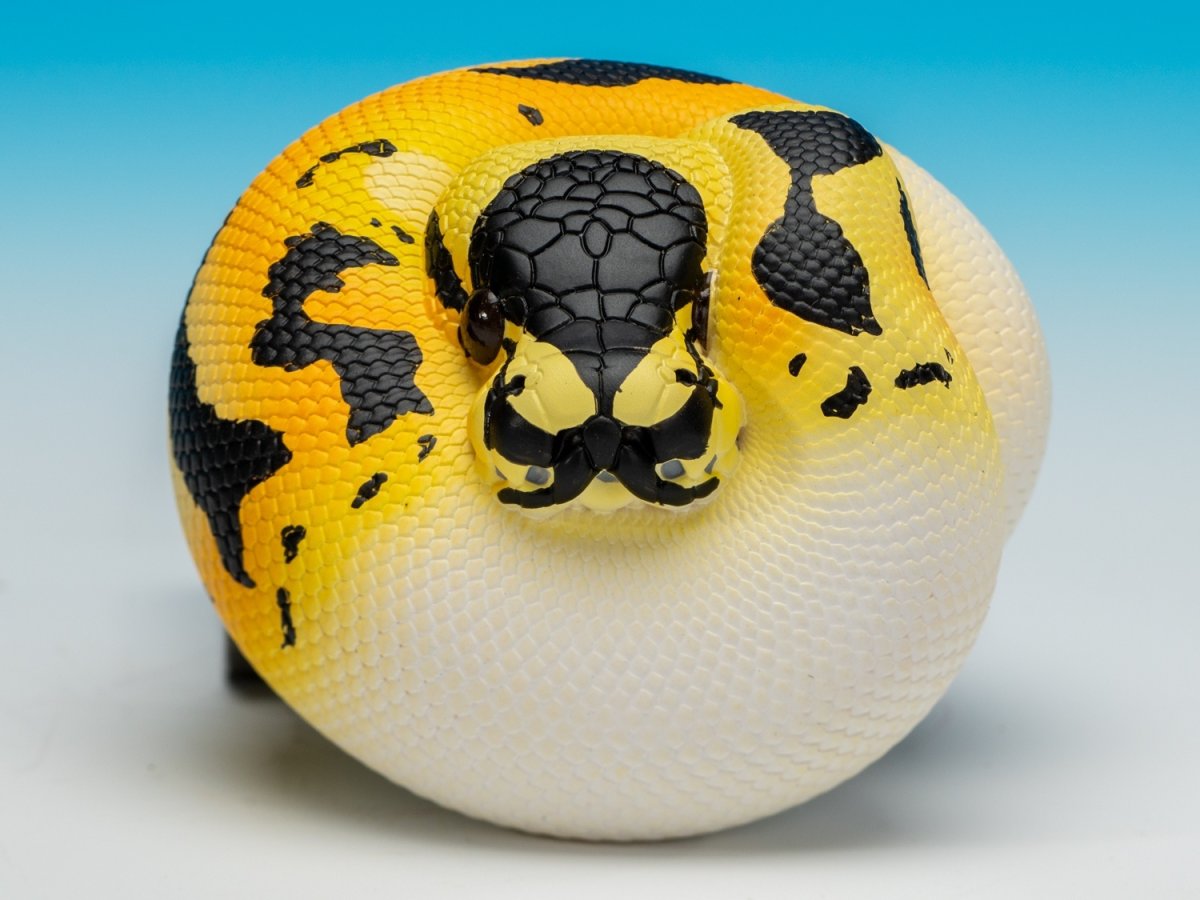 画像7: ボールニシキヘビ (7)