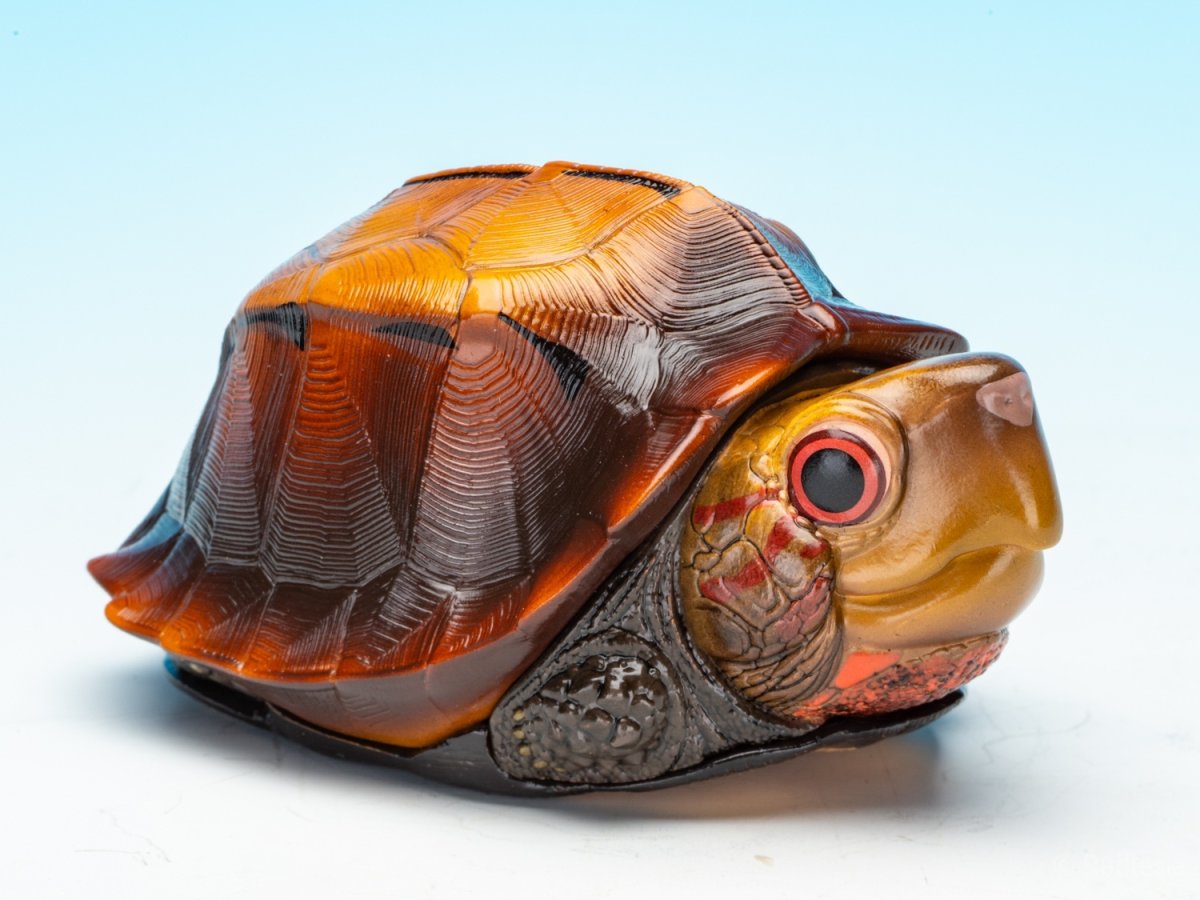 画像3: ヒラセガメ (3)