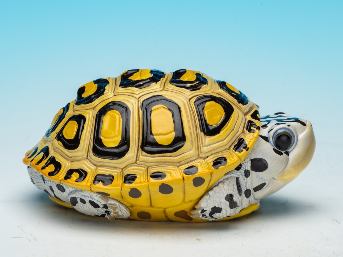 画像8: キスイガメ (8)