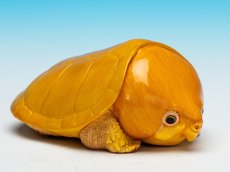 画像1: オオアタマガメ (1)