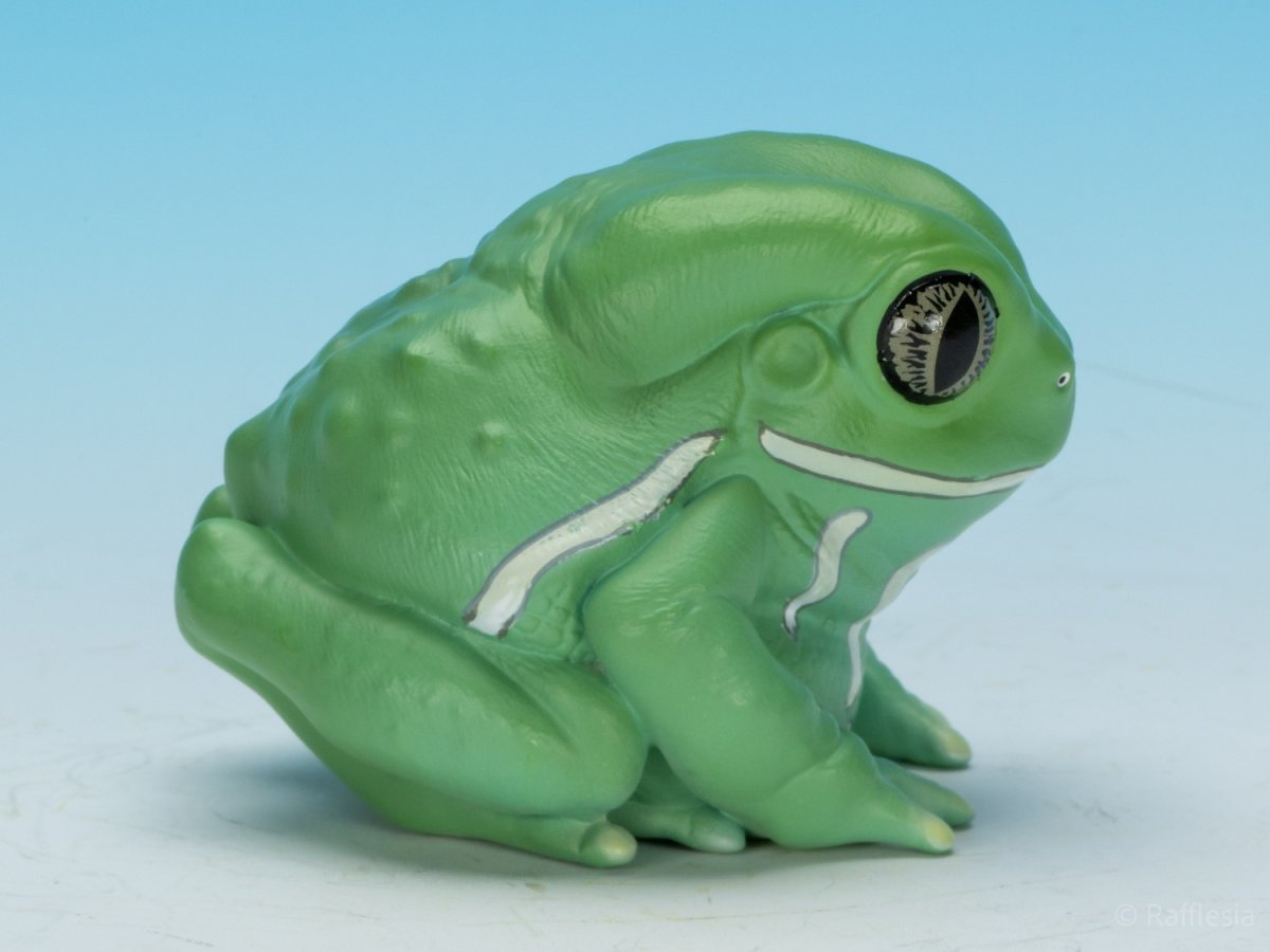 画像2: ソバージュネコメガエル (2)