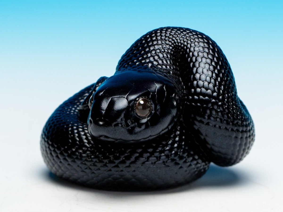 画像4: メキシカンブラックキングスネーク (4)